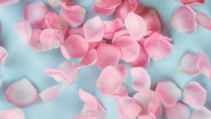 Pink Rose Petals falling on blue background - Powered by Adobe