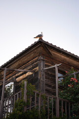 Seagull sits on the roof of an old house