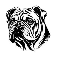 bulldog cartoon on white background illustration