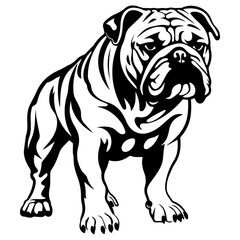 bulldog cartoon on white background illustration