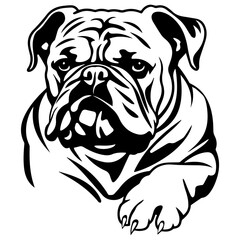 bulldog cartoon on white background illustration