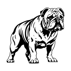 bulldog cartoon on white background illustration