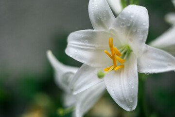 close up of white flower with water drops in Ukraine 