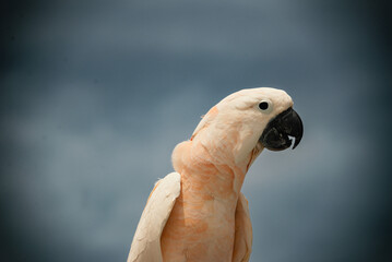 parrot on a branch at the beach in Florida 