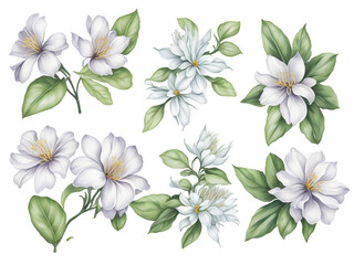 Fototapeta na wymiar set of watercolor jasmine elements on transparent background, generative ai