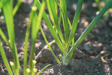 Obraz premium Onions growing in the vegetable garden. Close-up of green onions.