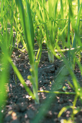 Onions growing in the vegetable garden. Close-up of green onions.