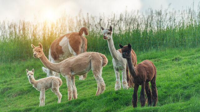 alpaca family on the farm