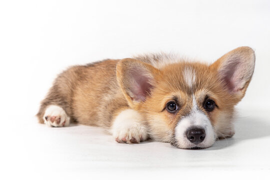 Charming Sad Puppy Welsh Corgi Pembroke Lies And Looks At The Camera. Isolated On A White Background