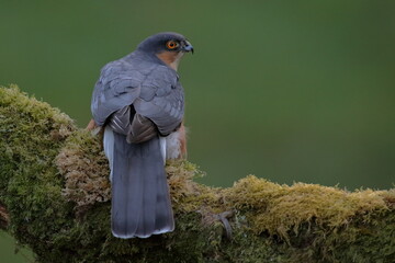 Sparrowhawk