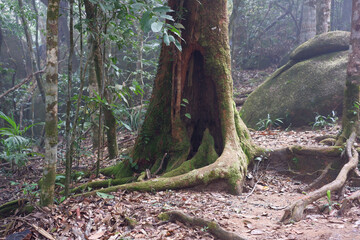 Tree trunks in the rainy season are infected with fungi and ferns.