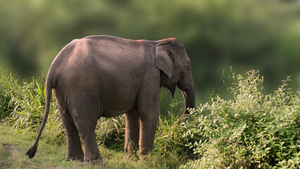 Asian Elephant