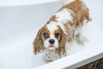 Dog cavalier king charles spaniel takes a shower with shampoo in a dog bath. cute wet dog in the bath - obrazy, fototapety, plakaty