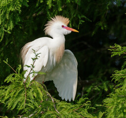 Cattle egret (Bubulcus ibis) in breeding plumage, Houston area, Texas, USA.