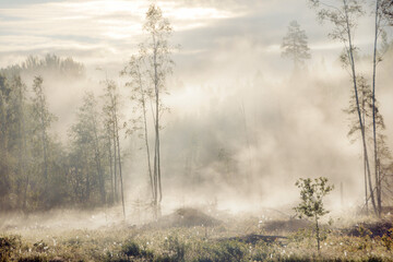 Misty swamp forest in june, Northern Europe