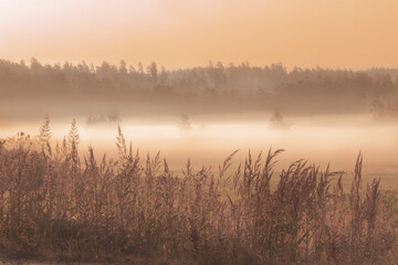 Mist over a field at dawn, Northern Europe