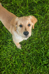 Golden Retriever Puppy Looking Up