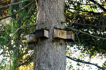 Bird Nest Boxes on a Tree Trunk in a Country Estate