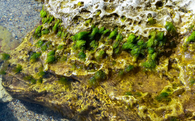 Green algae Enteromorpha sp. (Ulva) on a stone at low tide, Black Sea