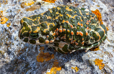 The European green toad (Bufotes viridis), Crimea