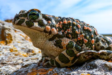 The European green toad (Bufotes viridis), Crimea
