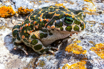 The European green toad (Bufotes viridis), Crimea