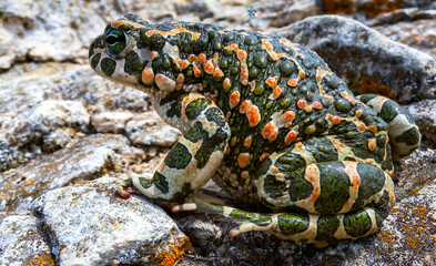 The European green toad (Bufotes viridis), Crimea
