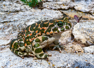 The European green toad (Bufotes viridis), Crimea