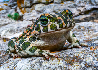 The European green toad (Bufotes viridis), Crimea