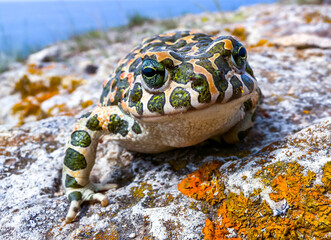 The European green toad (Bufotes viridis), Crimea