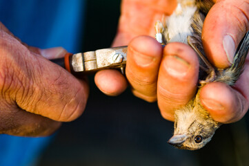 Biologist's hands tagging a Bachman's Sparrow, Wade Tract Preserve, Georgia, closeup