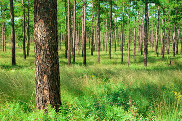 Old growth Longleaf Pine forest in the Wade Tract Preserve, Georgia.