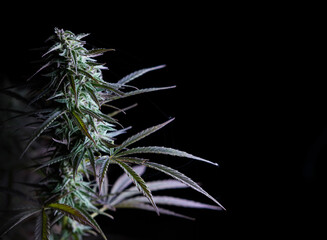 Marijuana plant bud