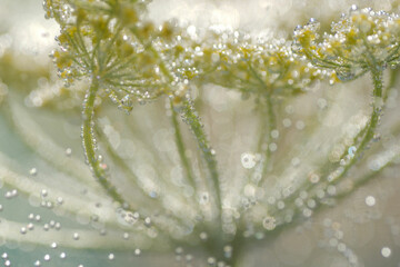 Closeup of silvery bubbles on ground elder with bubbles, aegopodium podagraria, vuohenputki