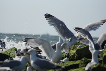 Seagulls on the coast of the island of Sylt in north Friesland in bright sunshine