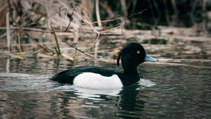Tufted Duck