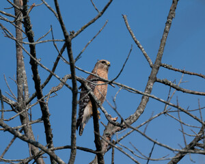 Red-shouldered hawk