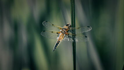 Four-Spotted Chaser Dragonfly