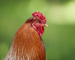 Close up portrait of rooster in the garden