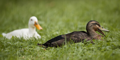 Two Indian runner ducks lay in grass of park