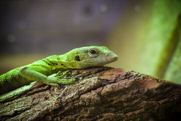view on an emerald monitor lizard