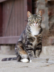 Portrait of a cat on a farm