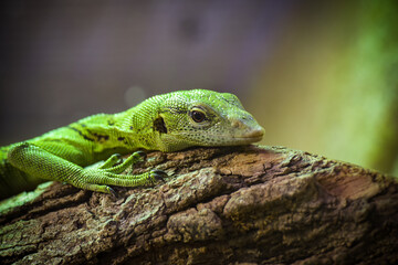 view on an emerald monitor lizard