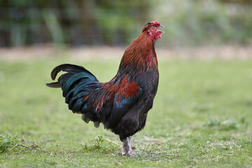 Crowing rooster in garden