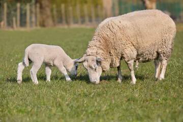 Obraz na płótnie Canvas White Flemish sheep with lamb on meadow