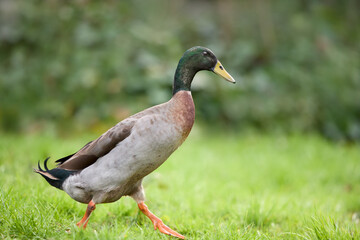 Indian runner duck free in garden