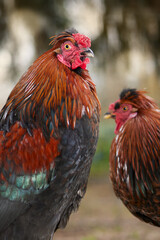 Two red roosters free in garden