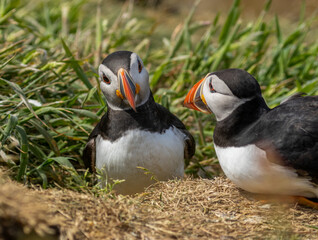 Beautiful Atlantic puffin on Lunga Island in the sunshine with bright colourful beak
