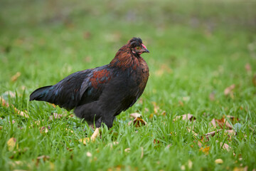 Young black brown rooster free in garden