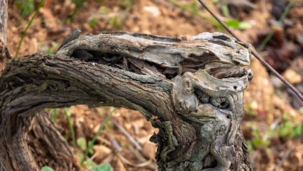 Vine tree
